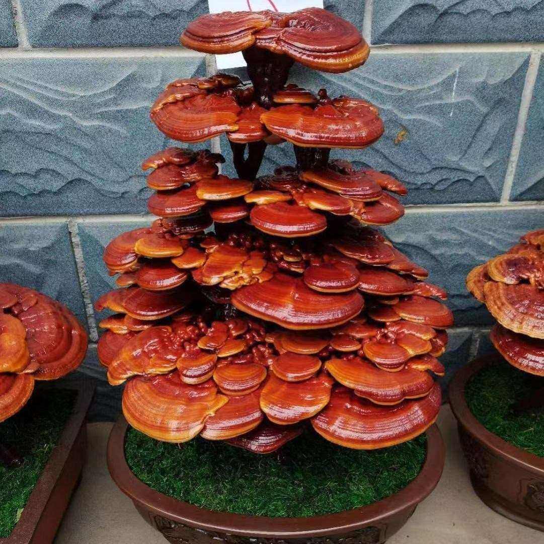 灵芝盆栽活灵芝盆景摆件赤灵芝野生灵芝摆件观赏灵芝苗桌面植物