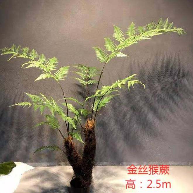 仿真植物蕨叶金丝猴蕨绿植橱窗电视柜书房装饰摆件造景猴头蕨.