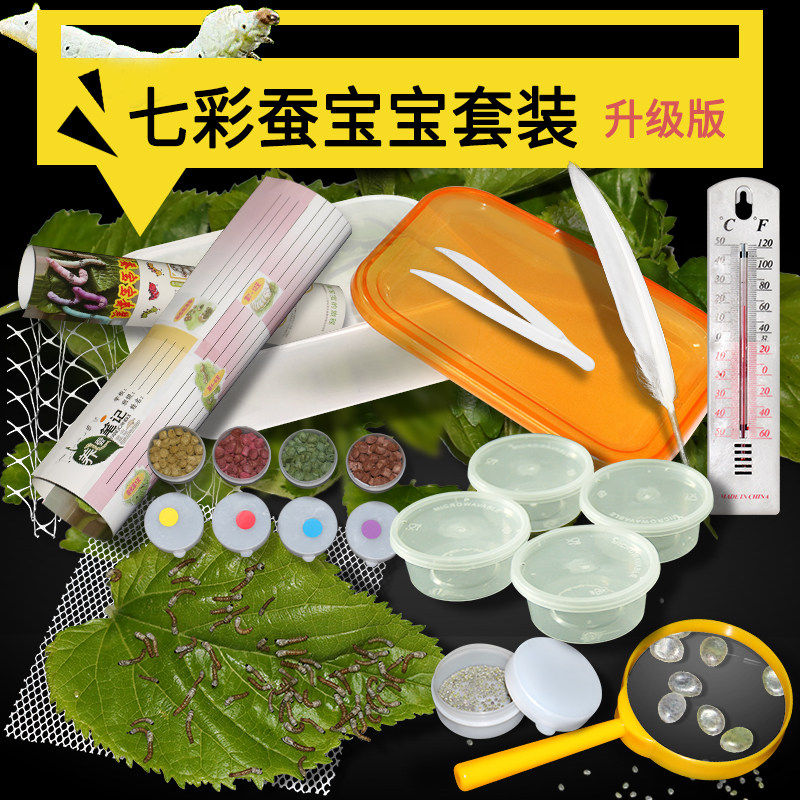 七彩蚕宝宝套装金丝蚕卵春蚕幼虫活体白色饲料养蚕彩色蚕新鲜桑叶