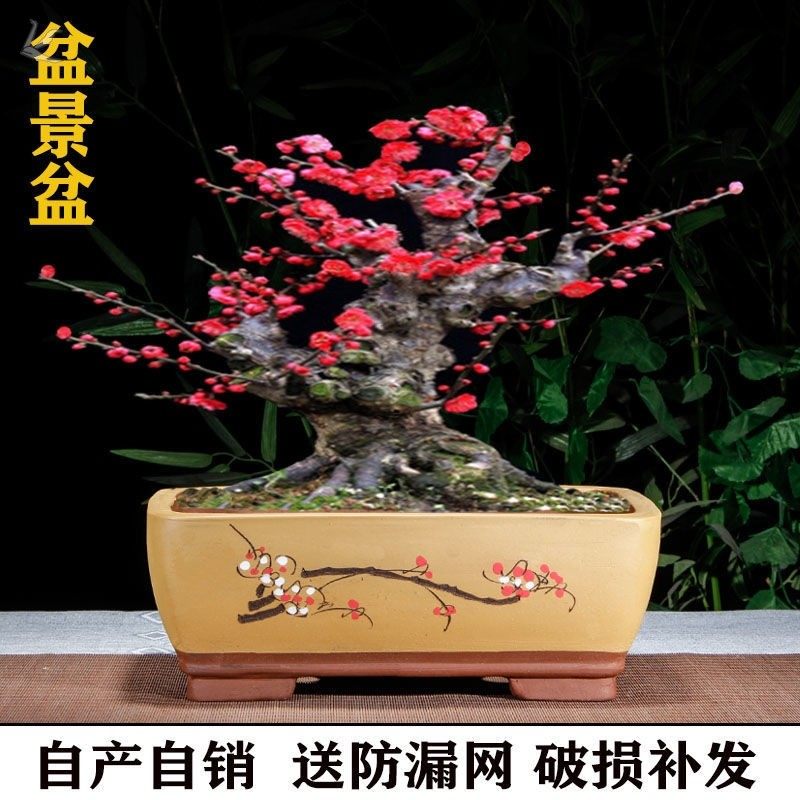 梅花专用盆长方形盆景盆透气养根绿植梅花桩专用椭圆陶瓷盆紫砂