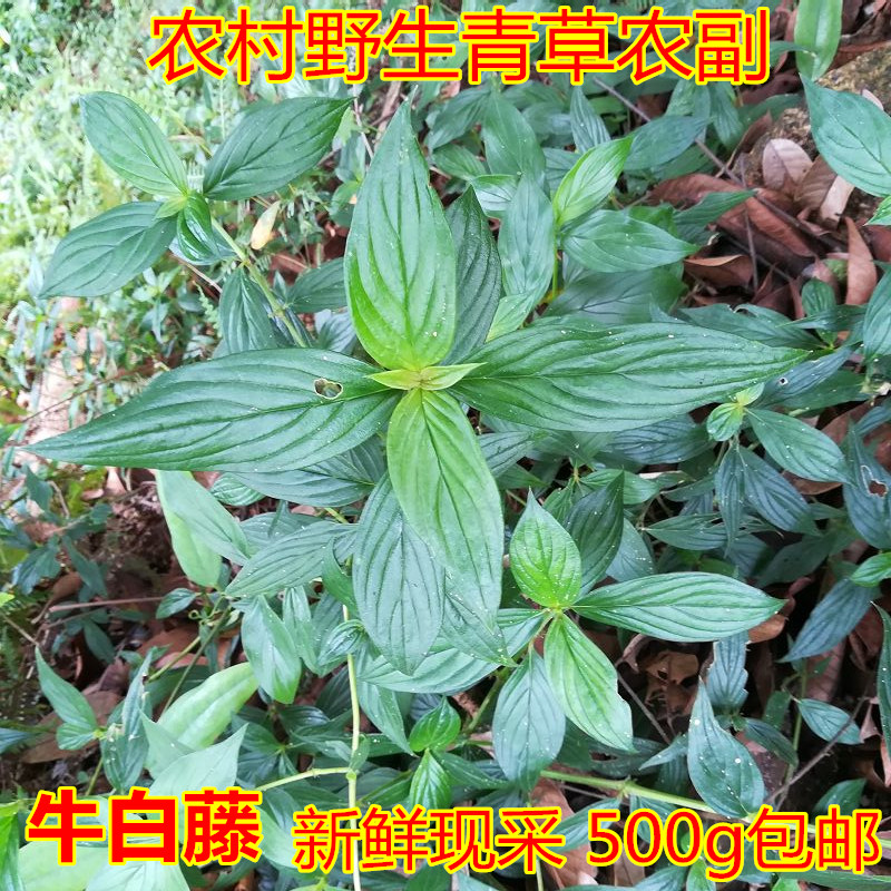 新鲜牛白藤 野生中草药有毛鸡s藤脓见消接骨丹大号山甘草500g包邮