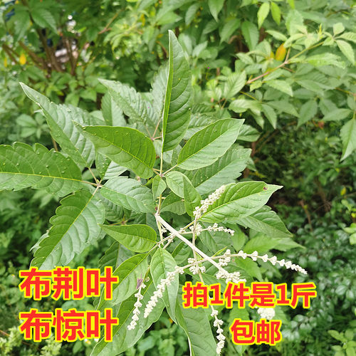布荆叶 布惊叶粉 月子洗澡去风泡脚草药牡荆黄荆五指风疳山紫荆