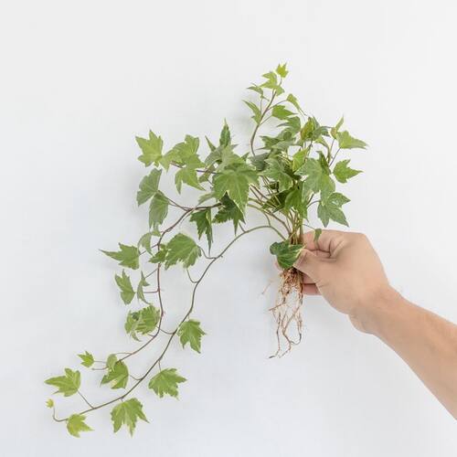 金边常春藤水培盆栽植物