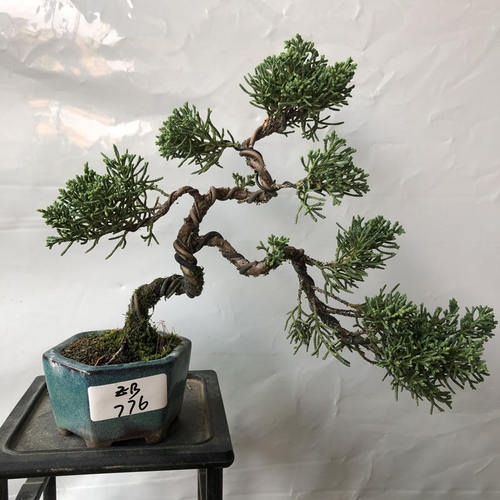 济州真柏盆景造型矮霸办