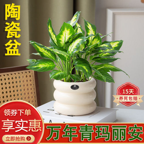 粉黛万年青陶瓷盆栽绿植