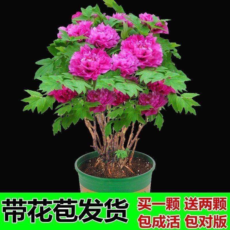 牡丹花苗盆栽花卉绿植正图片
