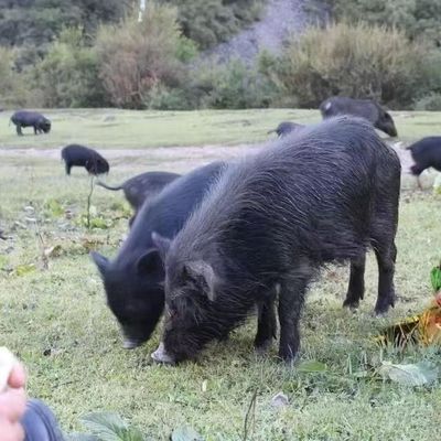 纯种藏香猪不吃饲料散养整头猪肉烤乳猪幼崽新鲜五花肉现杀小猪