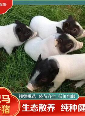 纯种巴马香猪活苗两头乌幼崽小猪活物怀孕母猪种猪猪仔配种服务