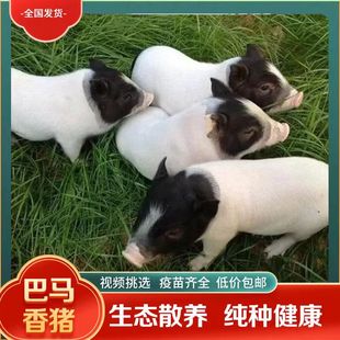 纯种巴马香猪活苗两头乌幼崽小猪活物怀孕母猪种猪猪仔配种服务