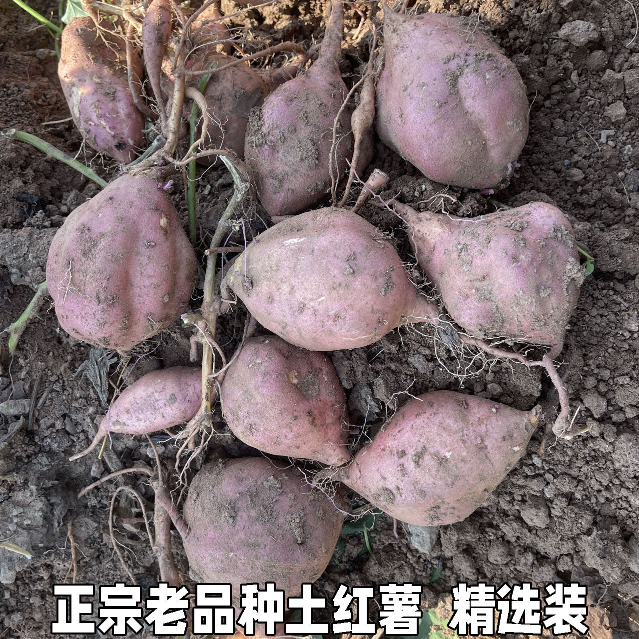 湖北农家自种土红薯新鲜番薯农村现挖沙地红心地瓜板栗薯山芋包邮