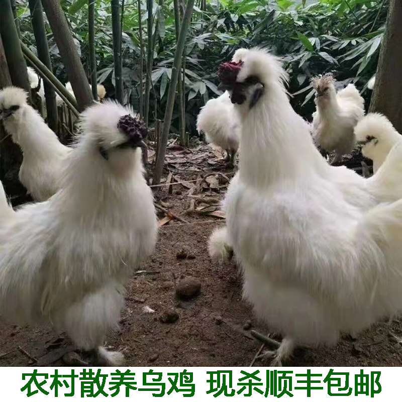 白凤乌鸡新鲜现杀整只正宗土乌鸡农家散养乌鸡五黑鸡乌骨鸡老母鸡