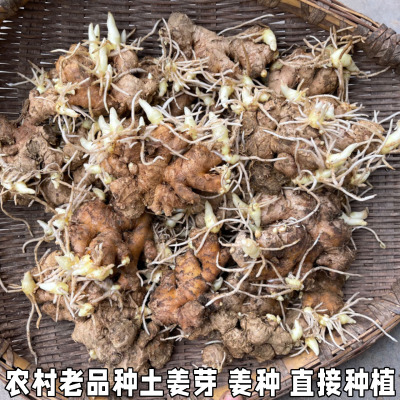 老姜姜芽姜苗月子姜催芽姜种籽