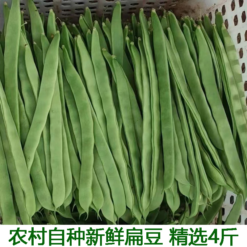 现摘扁芸豆青扁豆巴豆蔬菜扁芸豆角新鲜四季豆刀豆芸豆荷兰豆