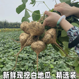 湖北凉薯新鲜现挖白地瓜萝卜农家特产清甜水果沙葛土番薯白心即食