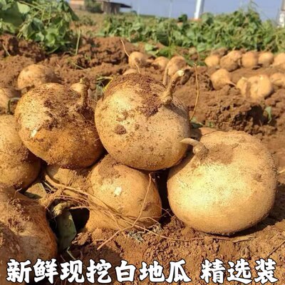 湖北凉薯新鲜现挖白地瓜萝卜农家特产清甜水果沙葛土番薯白心即食