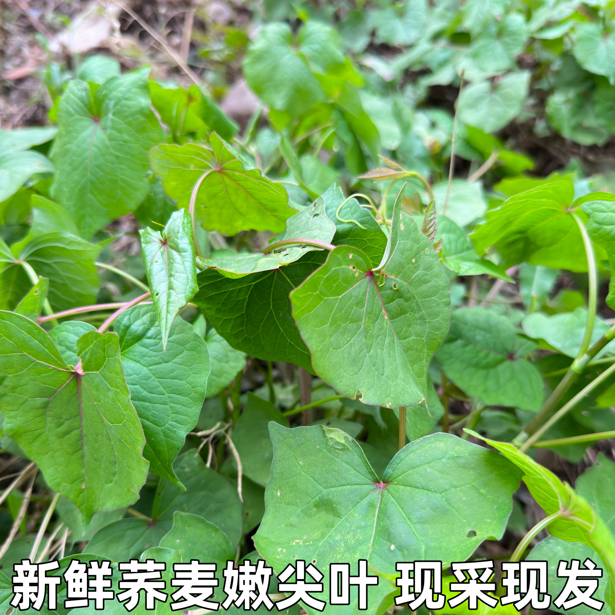 湖北现摘新鲜野荞麦叶苦荞头苦荞兰 野荞兰万年荞金荞野蓝桥包邮