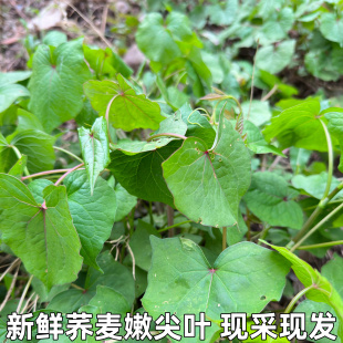 包邮 湖北现摘新鲜野荞麦叶苦荞头苦荞兰 野荞兰万年荞金荞野蓝桥