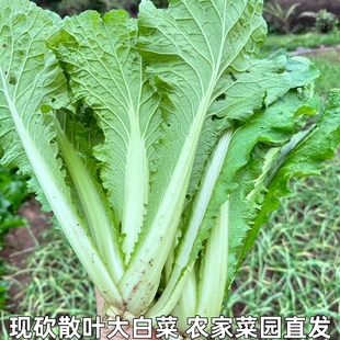 湖北农家蔬菜新鲜青麻叶散叶大白菜毛白菜散叶白菜不包心青菜叶菜