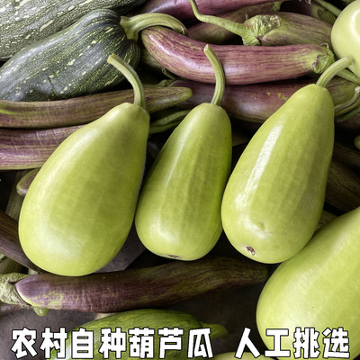 现摘新鲜瓜田蒲菜葫芦4-5斤包邮