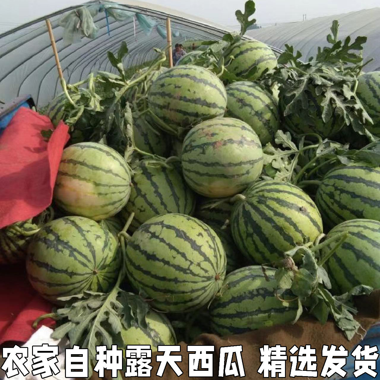 农家自种露天小西瓜水果新鲜大西瓜皮薄超甜现摘现发当季水果