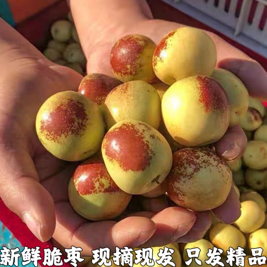 枣子新鲜脆枣大荔冬枣新鲜当季时令水果脆甜枣冰糖枣精选装包邮