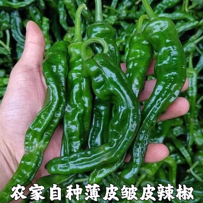 湖北农家新鲜蔬菜皱皮椒薄皮辣椒皱皮辣椒青椒海椒菜椒现摘包邮