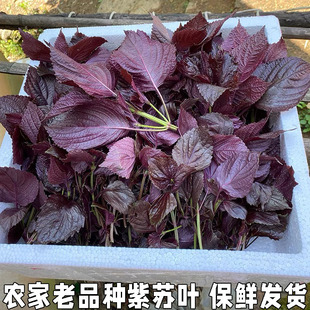 湖北新鲜现摘紫苏叶带杆新鲜食用紫全叶紫苏叶无长杆可食用苏子叶