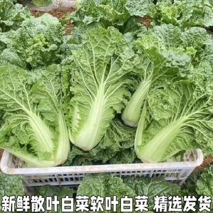 散叶白菜新鲜湖北本地青菜绿叶菜叶类菜白菜新先软叶白菜农家自种