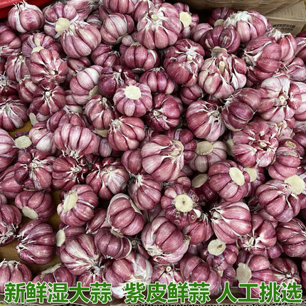 现挖现发紫皮大蒜新鲜大蒜头多瓣蒜泡蒜糖醋蒜红皮蒜蔬菜紫皮鲜蒜