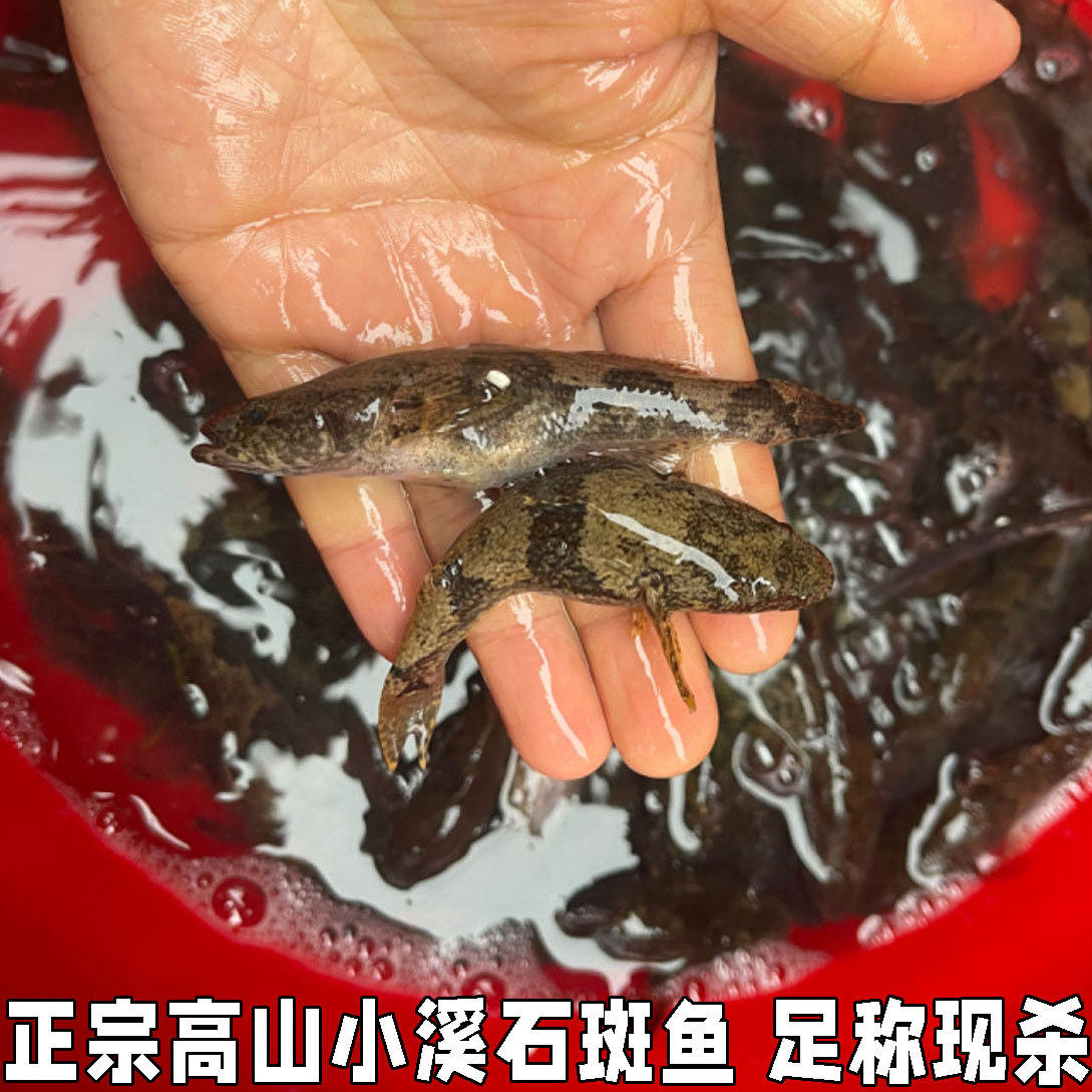 湖北宜昌石斑鱼小河鱼新鲜小石斑鱼淡水鱼小土鱼小麻鱼现杀包邮
