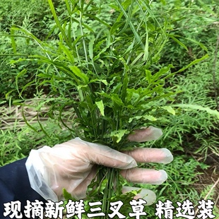 剑叶凤尾蕨新鲜 三叉草 井边茜 凤尾草 中药保鲜现采包邮