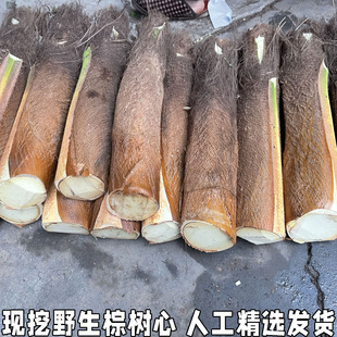 棕榈芯棕树头棕榈心棕榈树树心1个包邮现砍新鲜甜棕树心棕树尖