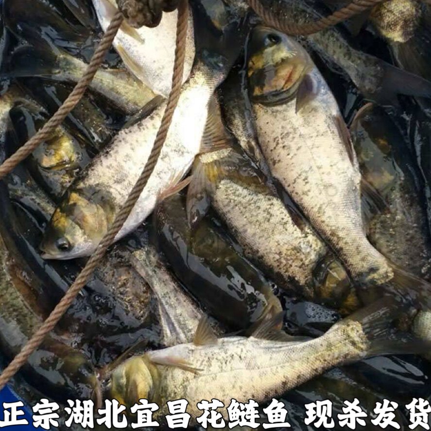 湖北宜昌大鱼头新鲜胖头鱼头花鲢鱼头鳙鱼鱼头足斤足两现杀发货包