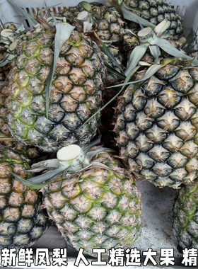 金钻凤梨新鲜水果树上熟青蜜凤梨香水菠萝特产大果手撕无眼整箱
