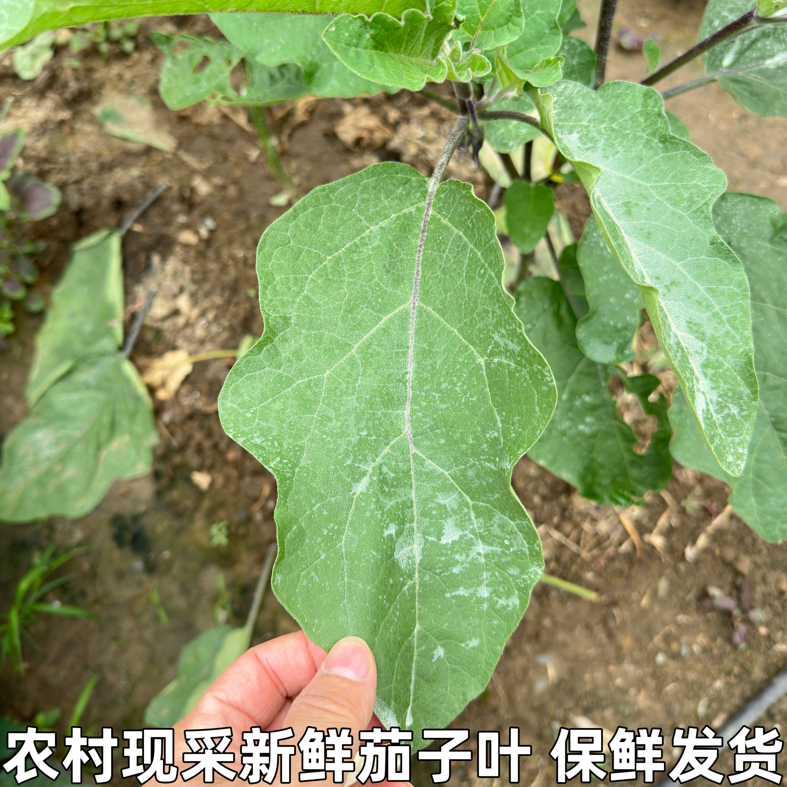 农村现采新鲜茄子叶现摘茄子叶子新鲜蔬菜叶保鲜发货鲜叶包邮