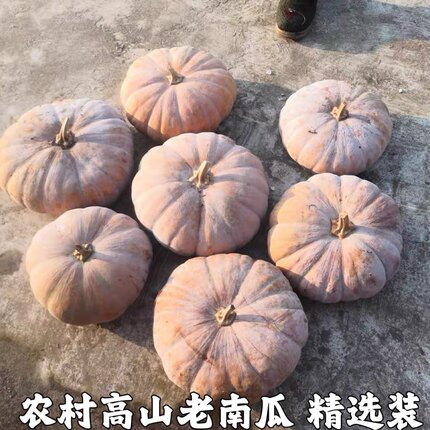 老南瓜粉糯甜农家自种磨盘圆南瓜新鲜老品种老黄南瓜蔬菜新鲜辅食