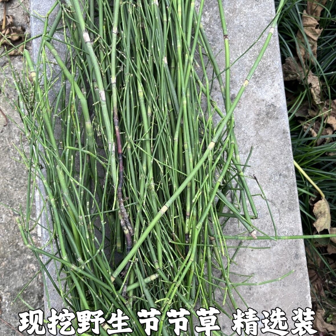 新鲜节节草野生土木贼草锁眉草笔杆草节骨草锉草问荆现采包邮1斤