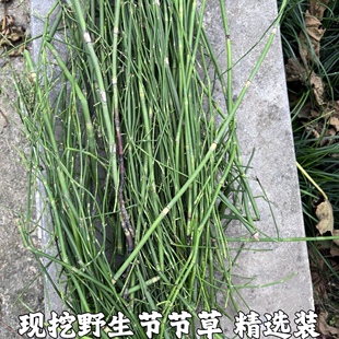 新鲜节节草野生土木贼草锁眉草笔杆草节骨草锉草问荆现采包邮
