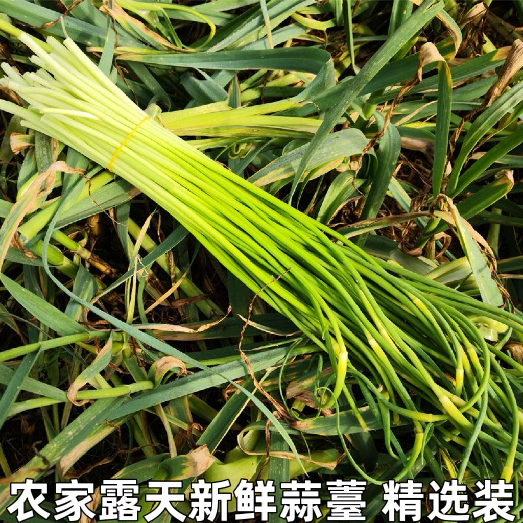 2024年新鲜农家自种蒜毫应季蔬菜青菜蒜苗蒜薹整箱现摘蒜苔5斤