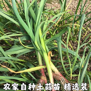 湖北农家自种红皮蒜苗红根香蒜苗青蒜土蒜苗洋大蒜蔬菜菜蒜包邮