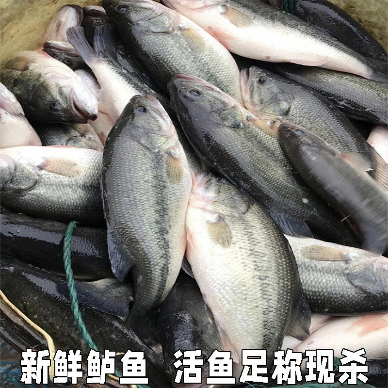 新鲜鲈鱼活鱼淡水鱼大口黑鲈鱼鲈鱼活鱼现杀大鲈鱼活鱼足称现杀