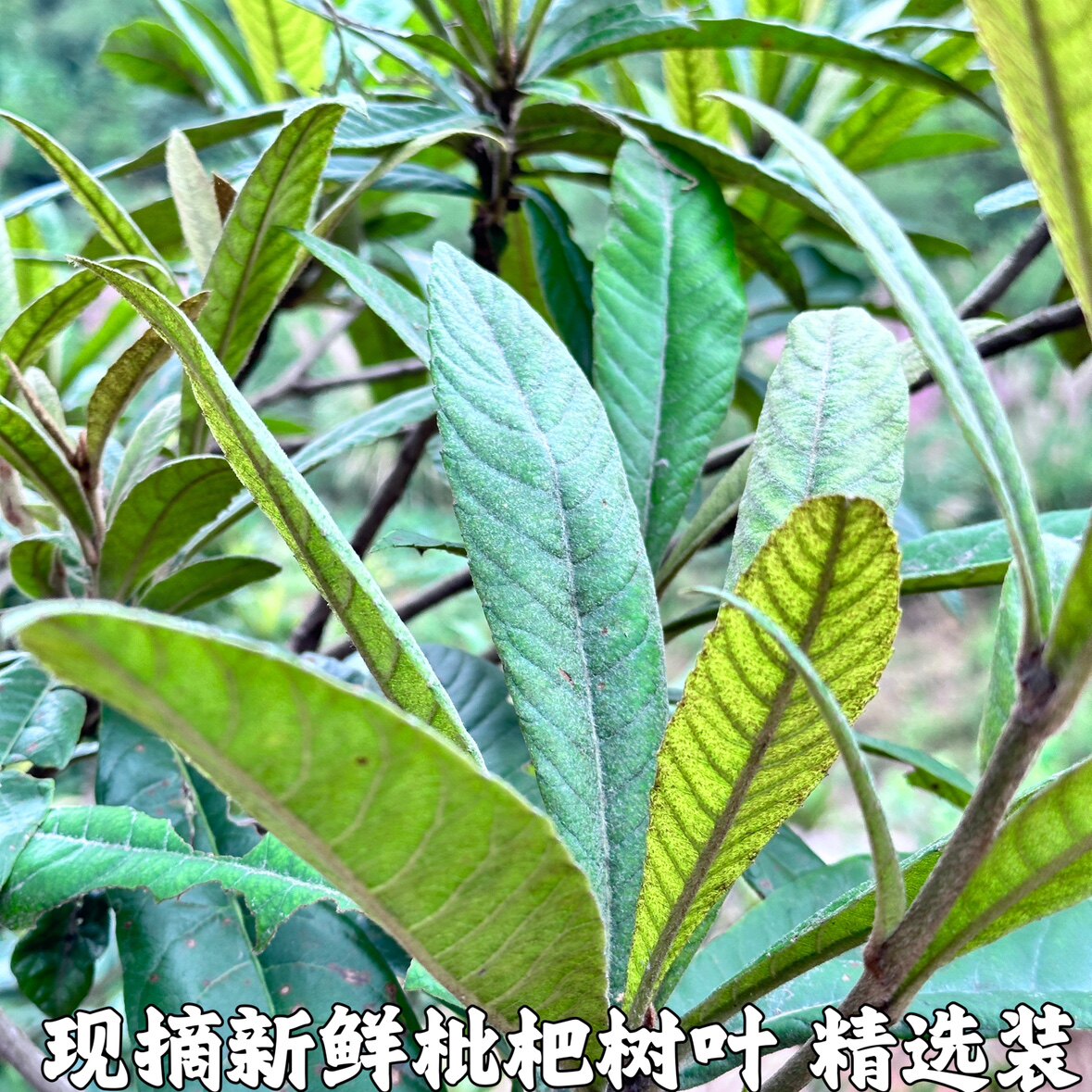 现摘新鲜枇杷叶琵琶叶孕妈宝宝老花艺材料