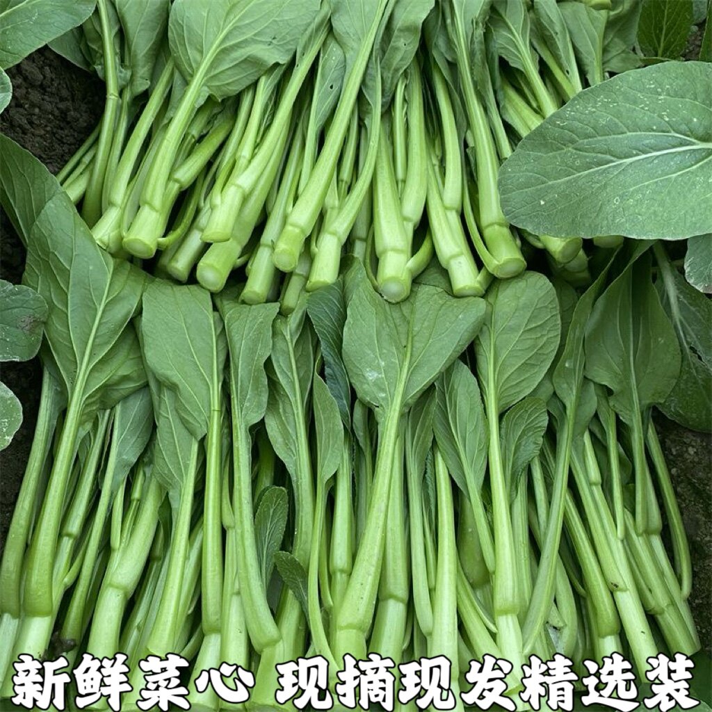 菜心新鲜菜心仔小菜正宗菜心苗菜杆菜苔小青菜生吃即食蔬菜菜心苗
