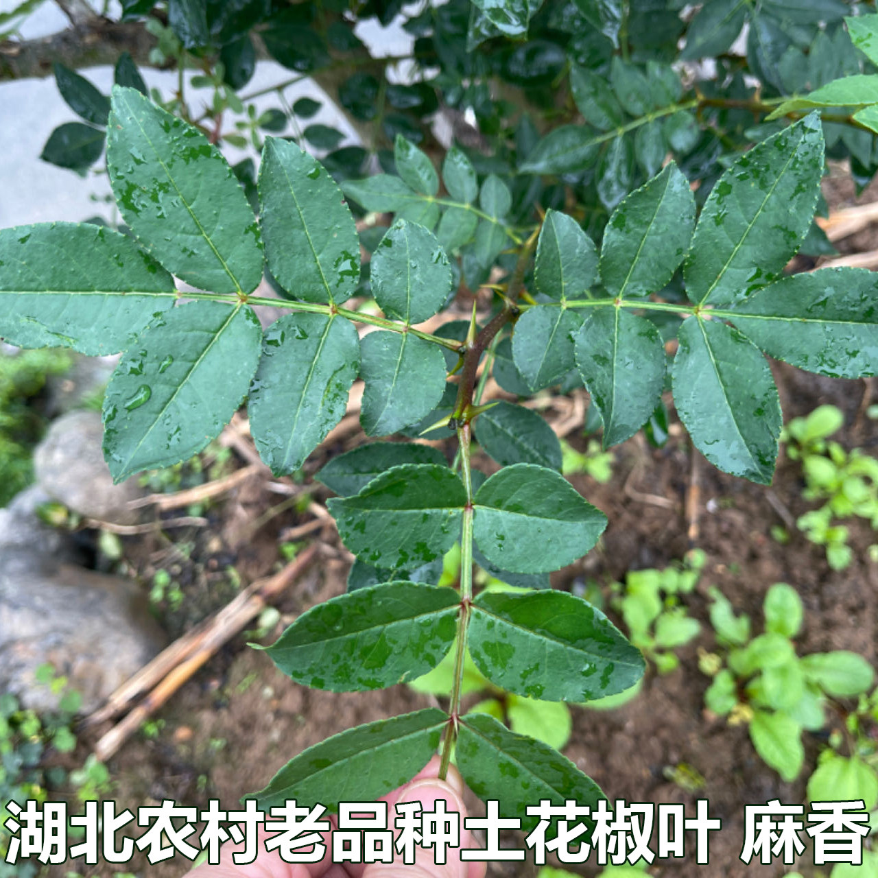 农家现摘新鲜花椒叶花椒嫩叶图片