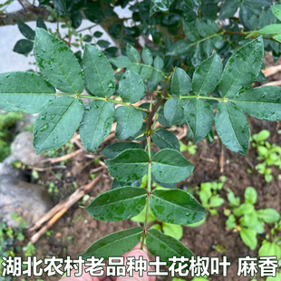 花椒叶新鲜花椒芽花椒嫩叶土花椒嫩芽花椒树叶麻香下单现摘花椒叶