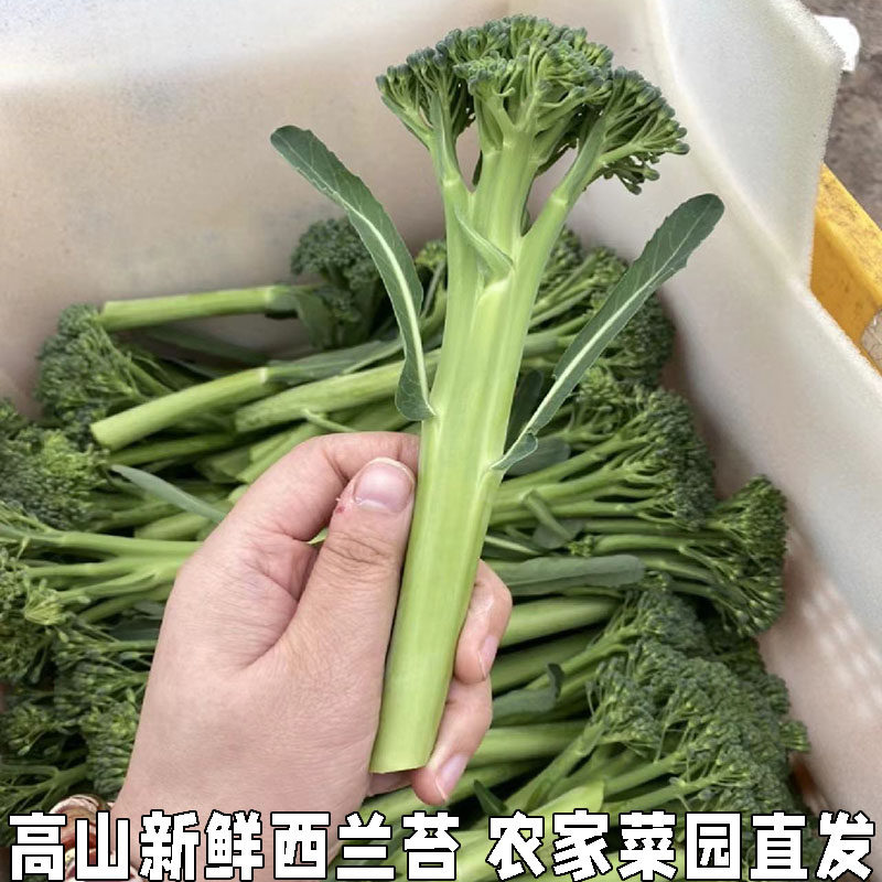 西兰花苔新鲜蔬菜西兰苔青花苔小西兰花菜苔湖北高山时令蔬菜
