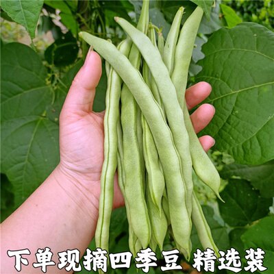 豆角芸豆老来少豆角白不老现摘现发湖北新鲜蔬菜新鲜四季豆包邮