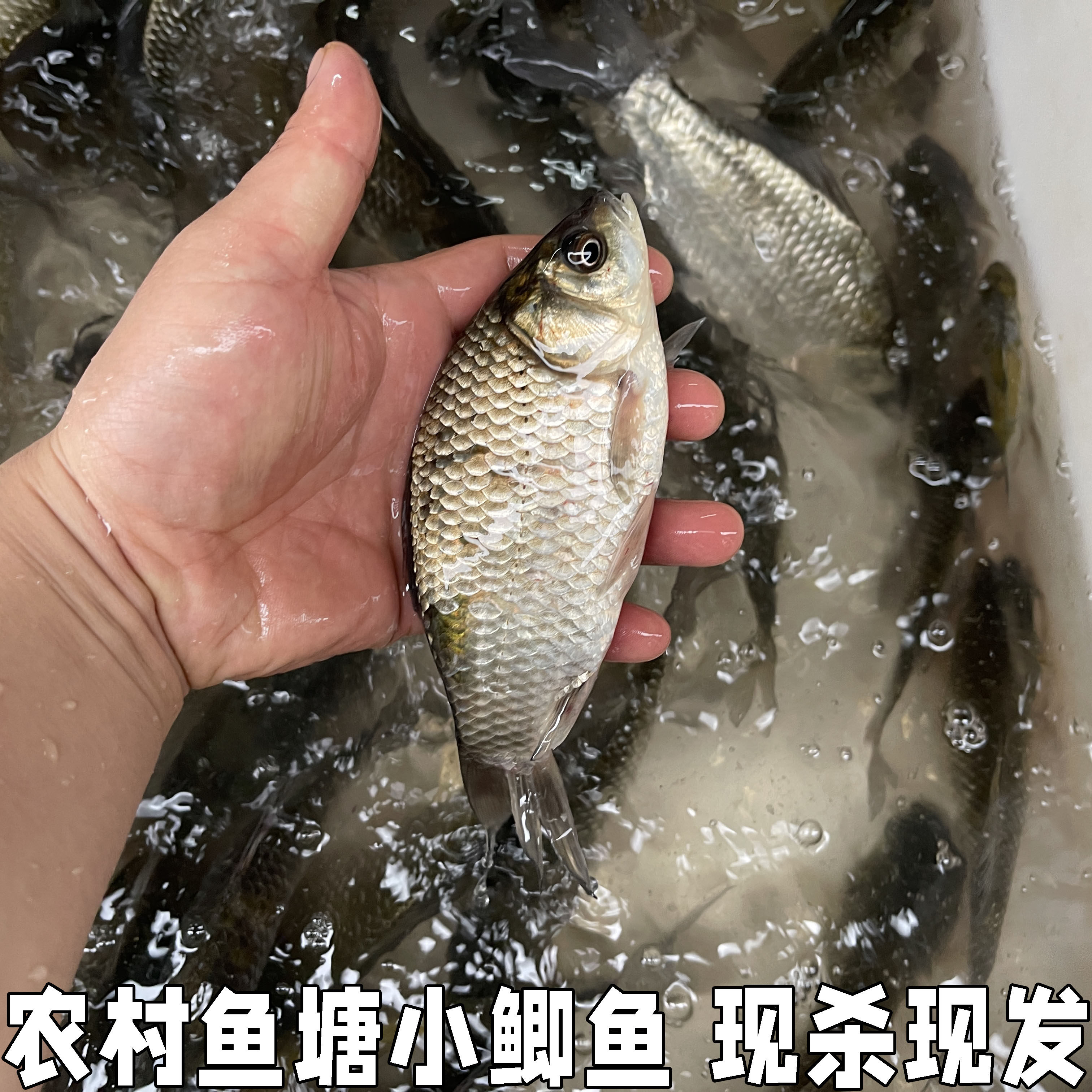 湖北宜昌小鲫鱼新鲜活的现杀淡水土鲫鱼农村鱼塘自养小鲫鱼包邮