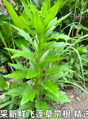 飞蓬草白马兰蒿千张草小飞蓬草