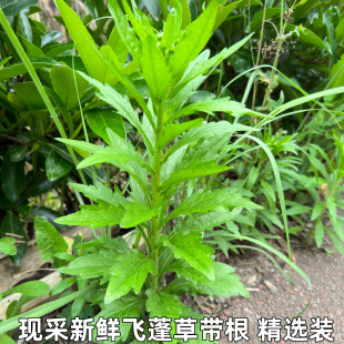 飞蓬草新鲜一年蓬女菀白头蒿牙根消草 白马兰 蒿千张草小飞蓬草